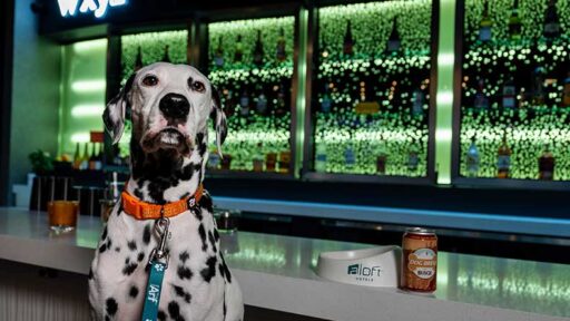 Celebrate International Dog Day with Aloft Hotels! From August 26 to September 1, buy a drink at select W xyz® bars and get a free Busch Dog Brew for your furry friend.