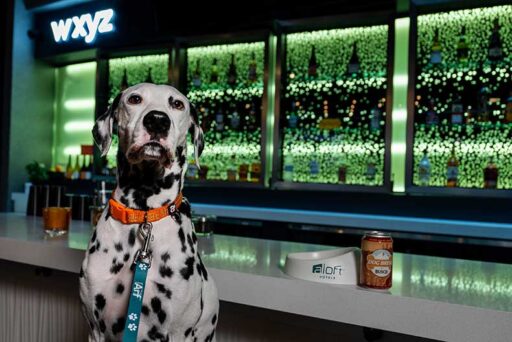 Celebrate International Dog Day with Aloft Hotels! From August 26 to September 1, buy a drink at select W xyz® bars and get a free Busch Dog Brew for your furry friend.