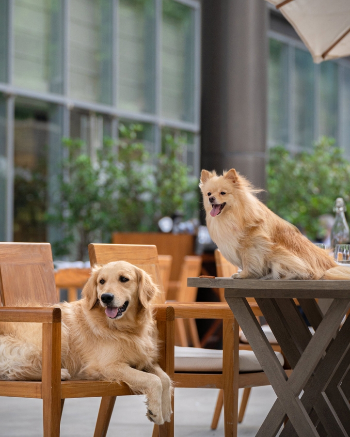 Four Seasons Hotel Bengaluru welcomes pets and their owners with the Pawfect Staycation, celebrating International Dog Day. Enjoy luxurious pet-friendly accommodations and a special brunch event from August 23 to 25, 2024.