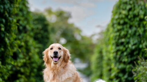 Four Seasons Hotel Bengaluru welcomes pets and their owners with the Pawfect Staycation, celebrating International Dog Day. Enjoy luxurious pet-friendly accommodations and a special brunch event from August 23 to 25, 2024.