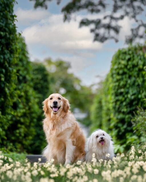 Four Seasons Hotel Bengaluru welcomes pets and their owners with the Pawfect Staycation, celebrating International Dog Day. Enjoy luxurious pet-friendly accommodations and a special brunch event from August 23 to 25, 2024.