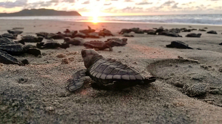 Experience a festive season like never before at Four Seasons Resort Punta Mita, with authentic Mexican traditions, gourmet dining, beachside feasts, and luxurious private villas for unforgettable holidays.