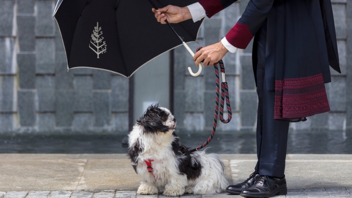 Four Seasons Hotel San Francisco at Embarcadero offers pet-friendly luxury with no extra fees, personalized services, and scenic walks, making it the perfect getaway for you and your furry friend.