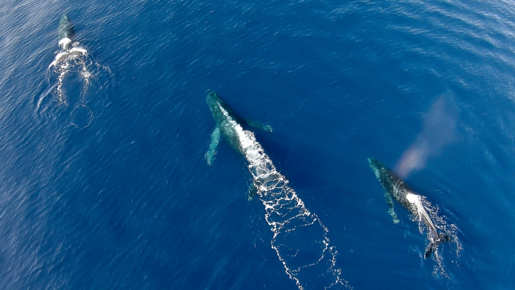 Witness the majestic humpback whale migration at Four Seasons Resort Hualalai. Enjoy private excursions, family activities, and world-class dining during peak whale season.