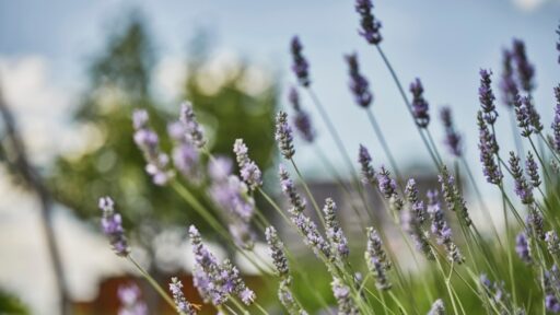 Experience ultimate relaxation with the new 100-minute Lavender Escape at Four Seasons Hotel St. Louis Spa, featuring locally sourced lavender for a calming farm-to-spa journey.