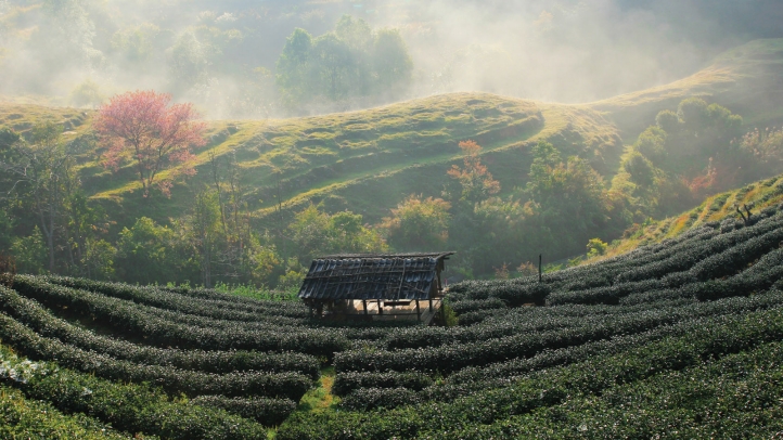 Escape to Four Seasons Tented Camp Golden Triangle for a transformative New Year, blending luxury, nature, and cultural immersion in the heart of northern Thailand's wilderness.