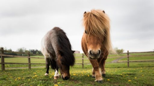 Enjoy a February half-term full of family fun at Four Seasons Hotel Hampshire, with animal encounters, outdoor adventures, kids’ activities, and nearby attractions like Peppa Pig World.