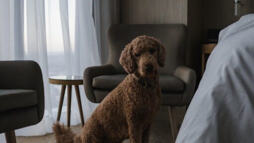 Four Seasons Hotel Philadelphia offers luxury pet-friendly stays with personalized amenities, gourmet pet dining, and access to nearby attractions, ensuring a seamless experience.