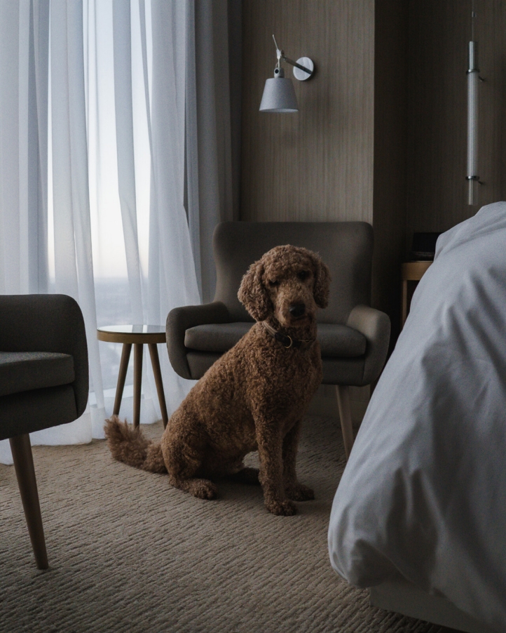 Four Seasons Hotel Philadelphia offers luxury pet-friendly stays with personalized amenities, gourmet pet dining, and access to nearby attractions, ensuring a seamless experience.