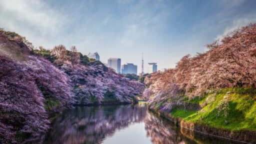 Celebrate cherry blossom season at Four Seasons Hotel Tokyo at Otemachi with Hanami picnics, sakura-inspired dining, seasonal cocktails, and rejuvenating spa rituals.