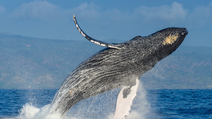 Experience Marine Biology Week at Four Seasons Resort Lanai from March 16-21, 2025, with expert-led snorkel sails, whale-watching tours, conservation talks, and more.