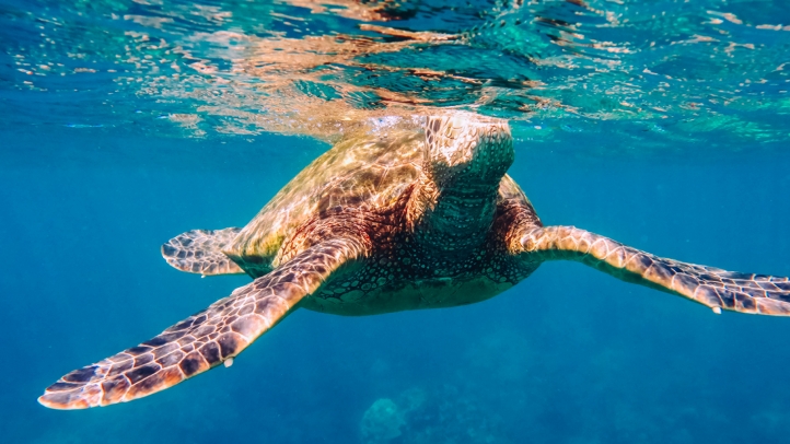 Experience Marine Biology Week at Four Seasons Resort Lanai from March 16-21, 2025, with expert-led snorkel sails, whale-watching tours, conservation talks, and more.