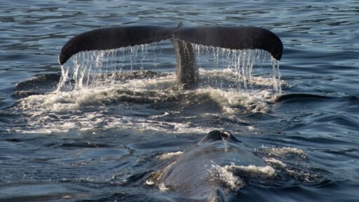 Experience Marine Biology Week at Four Seasons Resort Lanai from March 16-21, 2025, with expert-led snorkel sails, whale-watching tours, conservation talks, and more.